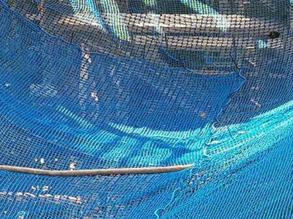 Web System - Web Catch